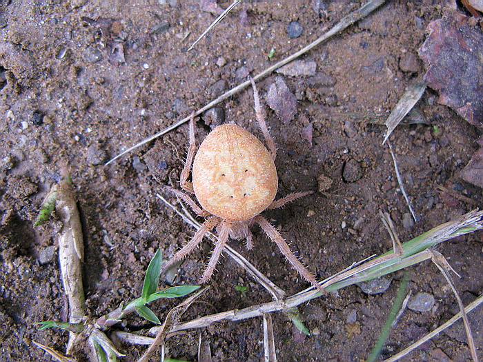 Araneus sp.